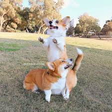 Funny Corgi Dogs Corgi Funny Corgi Dog Welsh Corgi Puppies
