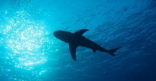 Der grönlandhai oder eishai ist ein hai aus der ordnung der dornhaiartigen. Gronlandhai 400 Jahre Alt Und Noch Topfit