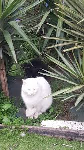 Seconds Before My Cat Ninja Launched His Sneak Attack On My Sisters Cat Syn Cats Beautiful Cats Pets Cats