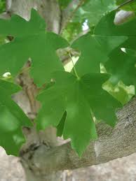Image result for bigtooth maple