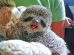 Find the best cute sloth wallpaper on getwallpapers. P Cute Baby Animals On Tumblr P Cute Baby Sloths Baby Animals Cute Baby Animals