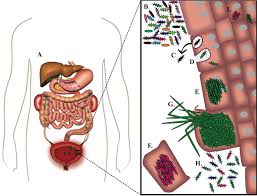 Uropathogenic E Coli Upec Pathogenic Cascade During Cystitis A Download Scientific Diagram