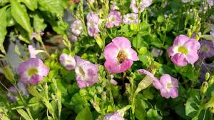 Image result for Asystasia