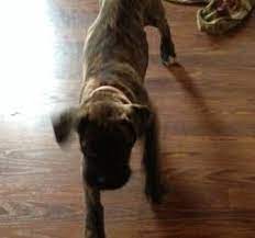 Craigslist Riverside Pets Craigslist Inland Empire Ca Kingman Az Craigslist Pets White German Shephe Mastiff Puppies Mastiff Puppies For Sale Pitbull Mastiff