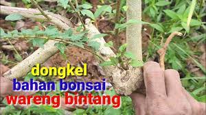Tanaman ini banyak tumbuh liar di indonesia. Berburu Bahan Bonsai Wareng Bintang Di Alam Liar Youtube