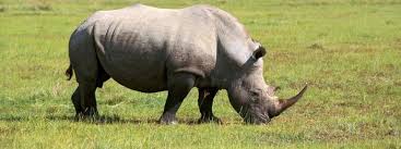 صيد وحيد القرن والفيلة بأعداد قياسية في أفريقيا حيوانات قامت بإنقاذ حياة أشخاص بشكل عجيب.!! R5yiiuz8gonaam