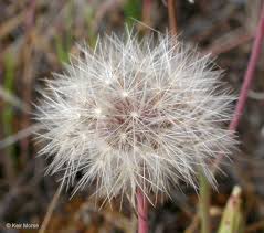 Image result for Hypochaeris radicata