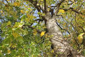 Kostenlose musterbriefe und kostenlose musterschreiben. Was Tun Wenn Gefallt Werden Soll Nabu Hamburg