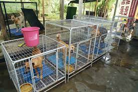 House of dog cage, cat cage, bird cage, carrier and more. The Ultimate Pet Lover S Guide To Kl