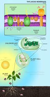 Maybe you would like to learn more about one of these? How Plants Transform Sunlight Into Food Biological Strategy Asknature