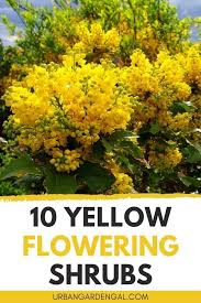 Shop garden bushes at target™. 10 Beautiful Shrubs With Yellow Flowers Flowering Shrubs Yellow Flowering Shrub Yellow Flowering Plants