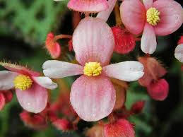 Image result for Begoniaceae