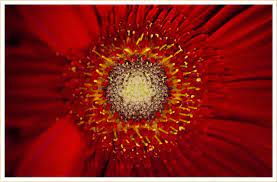 Some species may trap the insects temporarily to ensure the gathering and transfer of. 40 Types Of Red Flowers Ftd Com