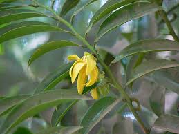 Image result for Artabotrys hexapetalus