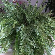 Image result for Nephrolepis