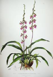 Image result for Orchidaceae
