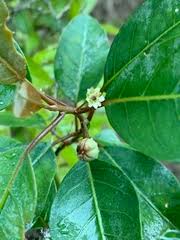 Image result for Clutia hirsuta