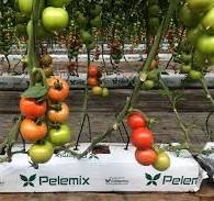 Technical advantages of the use of coco peat bags for tomato ...