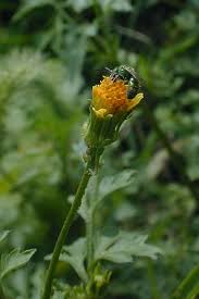 Image result for Bidens bipinnata