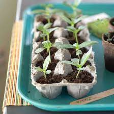 Growing Cool Season Vegetables Starting Seeds Indoors Start Seeds Start Seeds Indoors