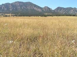 Image result for Sorghastrum fuscescens