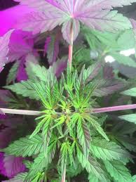 I wouldn't necessarily advise this tactic for growers who are new to fiming, but definitely keep this in mind! Fim For First Timer How Do They Look The Grow I Love Growing Marijuana Forum By Robert Bergman