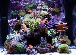 Podrod 2009 Featured Nano Reefs Featured Aquariums Monthly Featured Nano Reef Aquarium Profiles Nano Ree Marine Fish Tanks Reef Aquarium Nano Reef Tank