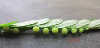 Image result for Phyllanthus udoricola