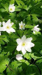 White Flowers Lighting Up The Shade Flower Garden Indoor Flowering Plants Anemone