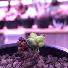 Image result for Monadenium discoideum