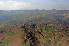 Image result for Scorodophloeus zenkeri