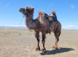 3200 x 2400 jpeg 4600 кб. Bactrian Camel Saddled For Riding In The Desert Stock Photo Picture And Royalty Free Image Image 27136636