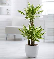 Image result for Dracaena fragrans