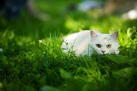 We countdown the best 100+ white cat names for females and males. White Cat Names 200 Best Names For Your Snowball