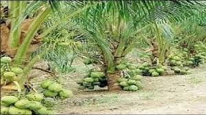 Dwarfs are categorized as yellow, green, red and brown on the colour of epicarp and. Wow Dwarf Coconut Tree Amazing Agriculture Technology Youtube