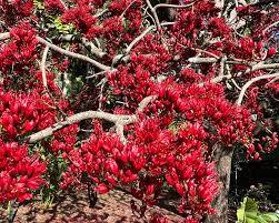 Image result for Schotia capitata