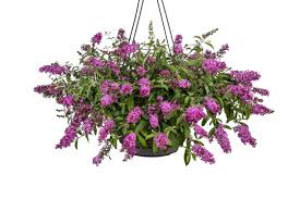 Image result for Buddleja pulchella