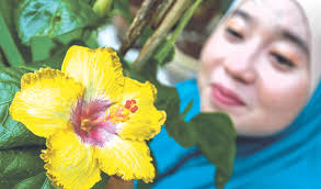 Coba cara menghilangkan noda kuning di baju satu ini. Pesona Bunga Raya Taiwan