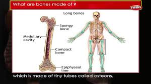Her finner du alle saker som omhandler bivirkninger. Body Parts Diagram My Body Parts For A Boy
