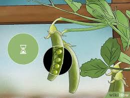 Each pod contains several peas, which can be green or yellow. How To Grow Snow Peas With Pictures Wikihow