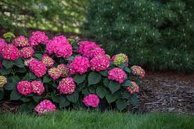 Clusters of hydrangea blossoms are a garden classic, and we have 23 of our favorites for you to add to your outdoor living space, here on gardener's the 25 best hydrangeas. What Is The Best Hydrangea For Shade And One That Blooms A Lot Garden Gab