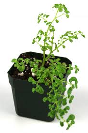 Pilea Microphylla Artillery Josh S Frogs Terrarium Plants Plants Container Herb Garden