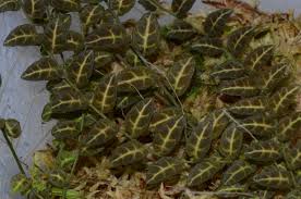 Image result for Solanum sp. A