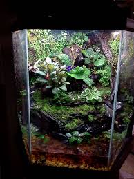 The Cracked Cork Mosaic Living Drip Wall Pond Method How To Dendroboard Tree Frog Terrarium Fish Tank Terrarium Frog Terrarium