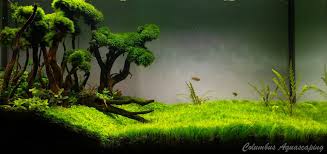 Added some lr last thursday and played around a lil with the aquascape but is a working progress, will definitely add more slowly i'm looking for specific pieces will go for the 2. A Journey Through The Aquascaping Styles Atlantis Aquatics
