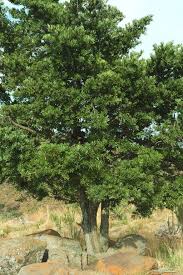 Image result for Podocarpus latifolius