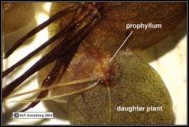 Image result for Wolffiella