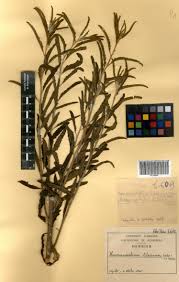 Image result for Haumaniastrum caeruleum