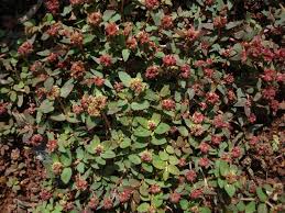 Image result for Euphorbia ophthalmica