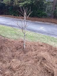 Image result for Pycreus permutatus